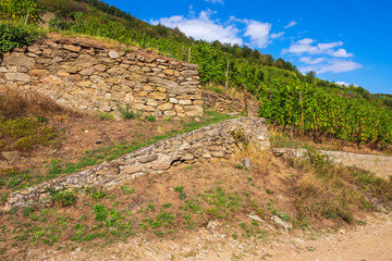 In den Weinbergen von Kaysersberg/Frankreich im Elsass