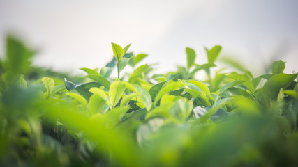 Green tea bud and fresh leaves. Close up tea leaves - plantations fields in Nuwara Eliya, Sri Lanka
