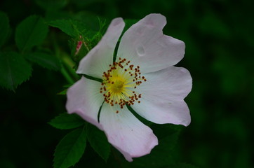 tender pink rosehip flowers on a branch in the forest