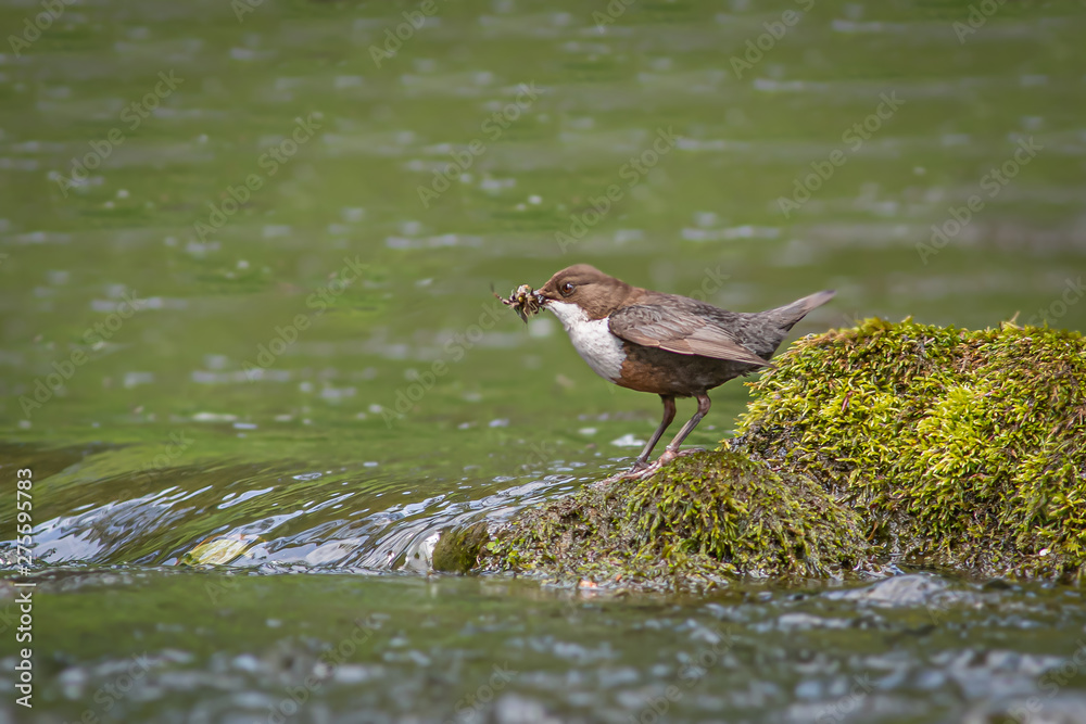 Poster dipper standing on a rock in a stream with beak full of food