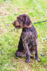 German Wire-haired Pointing Dog (Drathaar). Dog on a leash _