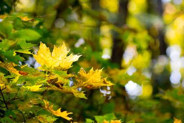 Yellow maple leaves on a tree in the forest in autumn on a blurry background_