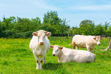 White Cows Herd at the Green Meadow