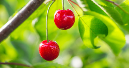 Ripe juicy red cherries on a tree in sunny weather_