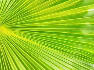 palm leaf green tropical background