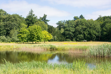 View on a beautiful Dutch summer landscape with grass, trees, a pond, wild flowers. Ideal for walking, relaxing, hiking, enjoying nature and cycling.