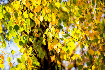 Background of multicolored autumn birch leaves that hangs on the branches of a tree in sunny weather_