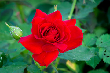 Red rose with a bud in the garden among the green leaves_