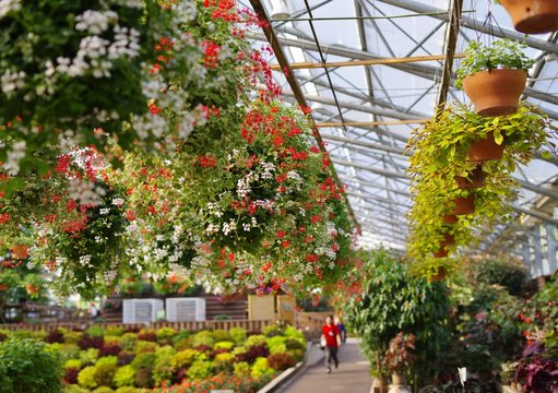 植物園の温室で育てられる満開の花 Stock Photo Adobe Stock