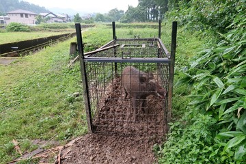 檻の罠に捕まった大きなイノシシ