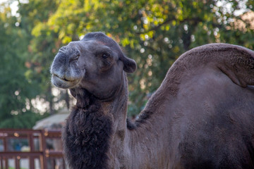 Large adult camel in Belgrade Zoo, Serbia