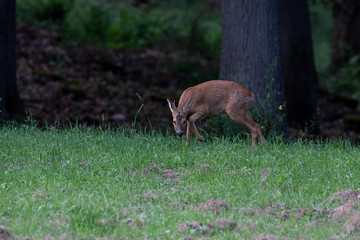 Reh Bock