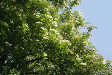 Elderberry white flowers on branch against blue sky. Sambucus tree in bloom in springtime