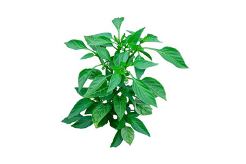 pepper isolated on white background