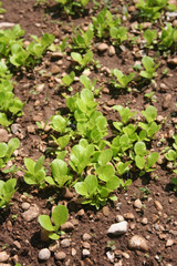 Young fresh green lettuce plants growing in the soil. Salad cultivation in the vegetable garden
