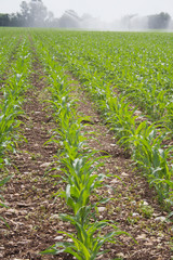Irrigation system watering corn field in summer season. Irrigating corn field on sunny day