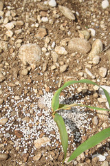 White fertilizer on a cornl field in springtime. Agricultural field in summer