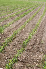 Fototapeta na wymiar Young fresh green corn plant growing in the field in summer