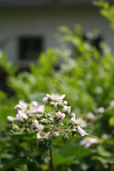 Pale pink Blackberry flowers on branch  in summer. Rubus fruticosus