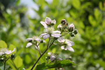 Pale pink Blackberry flowers on branch  in summer. Rubus fruticosus