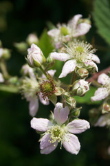 Pale pink Blackberry flowers on branch  in summer. Rubus fruticosus