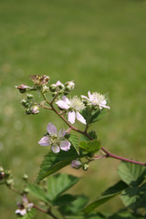 Pale pink Blackberry flowers on branch  in summer. Rubus fruticosus