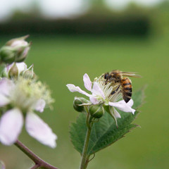 Honey bee collecting nectar on Blackberry flowers on branch. Apis mellifera on blackberry bush in bloom
