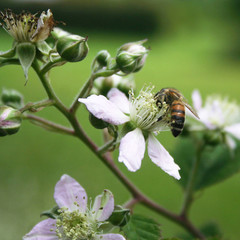 Honey bee collecting nectar on Blackberry flowers on branch. Apis mellifera on blackberry bush in bloom