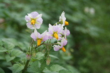 Flowering potato plants in the field. White flowers of Solanum tuberosum