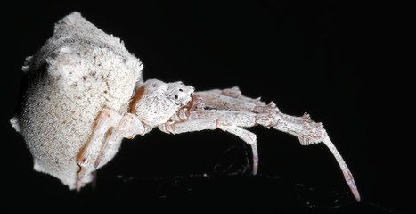 Macro Photo of White Spider on The Web Isolated on Black Background