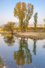 Fototapeta na wymiar reflections of trees in a pond