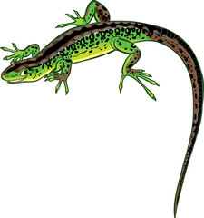 green lizard with a long tail smiles