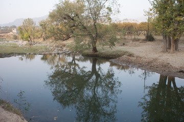 reflections of trees in a pond
