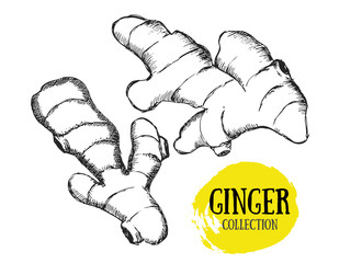 Ginger set. Hand drawn outline style.