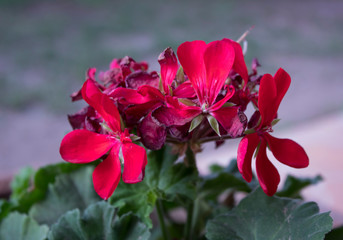 fleur, rose, rouge, nature, jardin, rose, plante, vert, feuille, beau, été, fleur, floral, flore, fleures, fleurir, aimer, rose, beauté, macro, printemps, bourgeon, congé