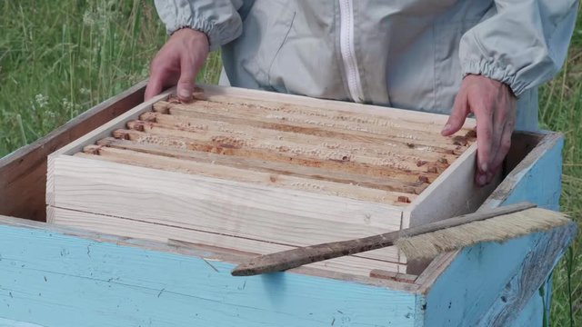 Beekeeper secures honeycomb in the hive with his hands