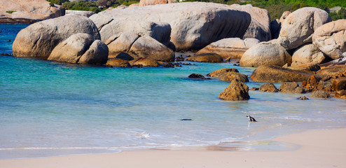 Penguin on Boulders Beach. South Africa