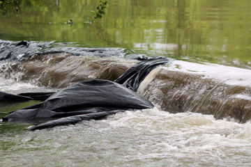 Muddy flood water destroying temporary sandbags flood protection wall covered with thick black nylon while flowing over it on rainy spring day