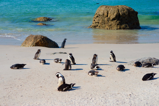 African penguins (Spheniscus demersus) on Boulders Beach. South Africa