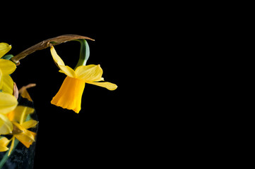 Flower of yellow narcissus in profile close-up on a black background, isolate.