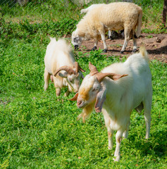 Obraz premium white goat on a meadow