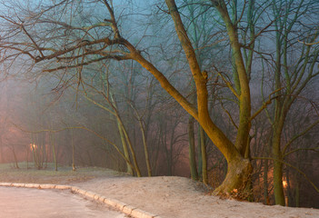 Foggy morning in city park