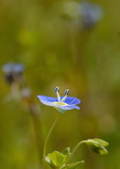 Fototapeta na wymiar Blue flower in the country meadow