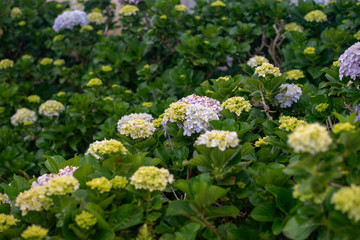 Close up shot of hydrangea flower during spring