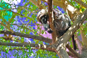 View of a badger-like white-nose coati animal, called pizote in Guanacaste, Costa Rica, in a tree