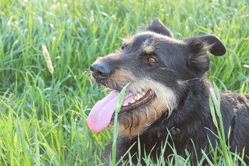 Gelbbacke Altdeutscher H&uuml;tehund