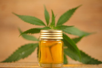 cbd oil hemp plant. medical cannabis