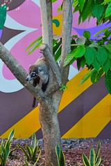 View of a badger-like white-nose coati animal, called pizote in Guanacaste, Costa Rica, in a tree