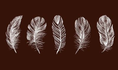 Hand drawn feathers. Doodle sketch.