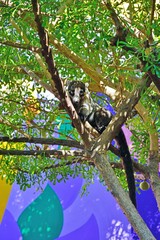 View of a badger-like white-nose coati animal, called pizote in Guanacaste, Costa Rica, in a tree